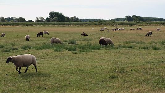 在草原上放牧羊群视频的预览图