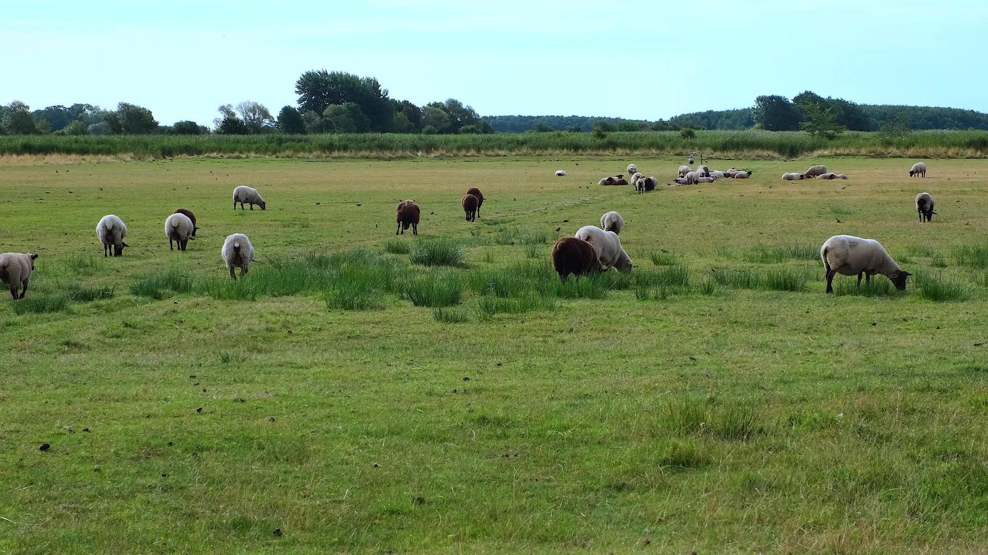 在阳光明媚的日子里在草原上放牧羊视频的预览图