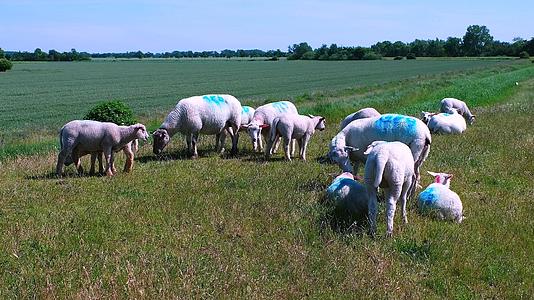 在草原上放牧羊群视频的预览图