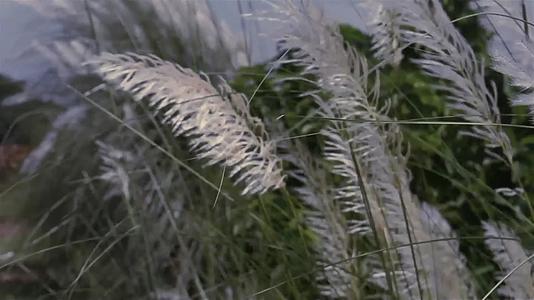 白草花植物在风中飘扬视频的预览图
