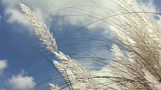 美丽的白色Kans(kash)草花植物(Saccharumspontaneum)风中飘扬蓝天背视频的预览图