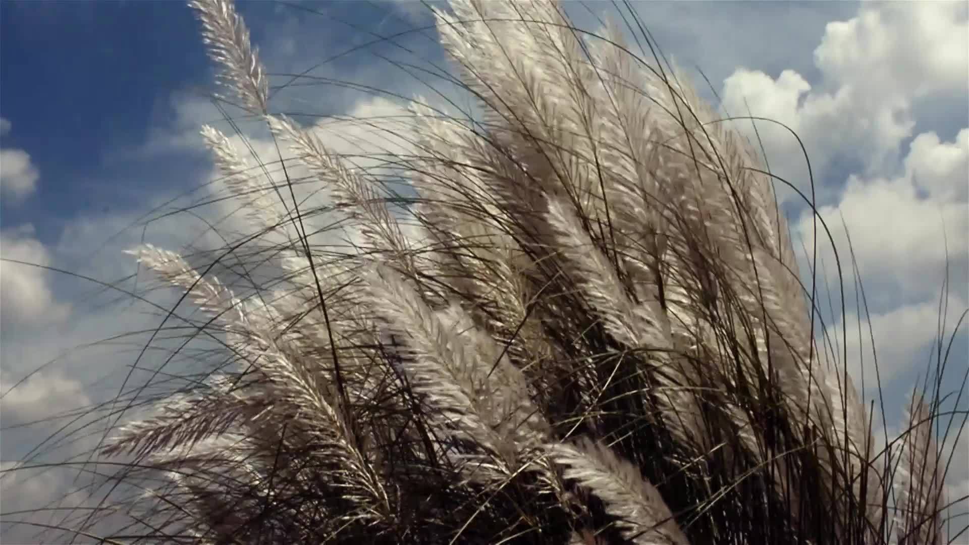 美丽的白草花植物在风中飘扬视频的预览图