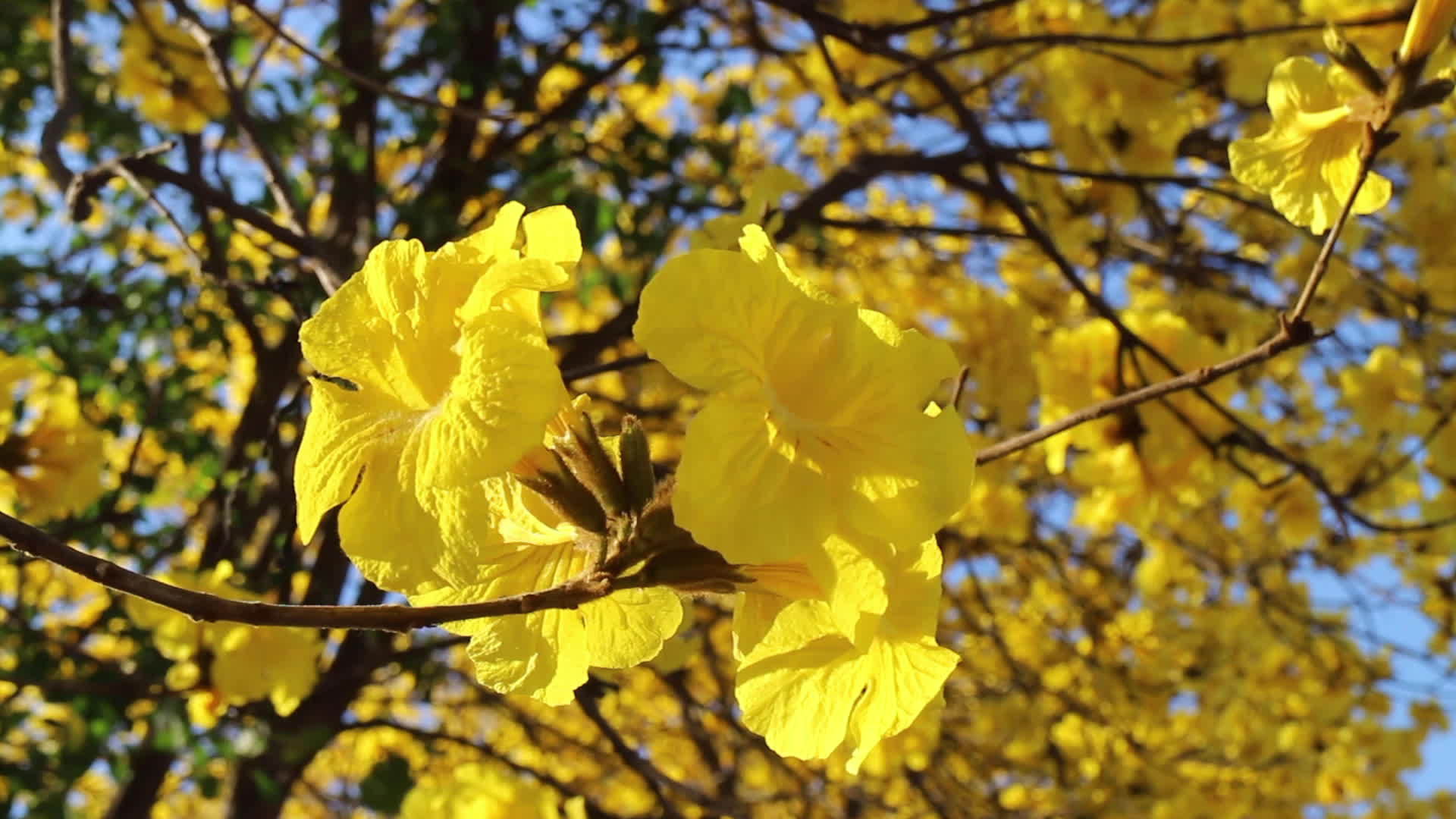 美丽的黄花花树视频的预览图