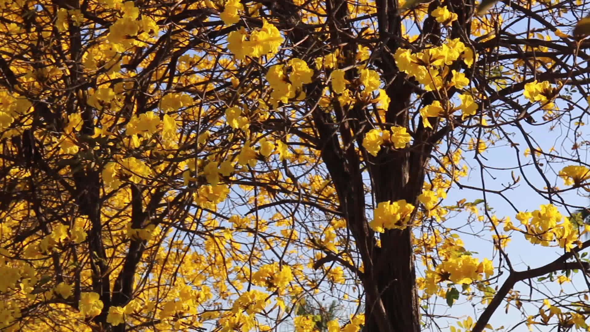美丽的黄色夏花视频的预览图