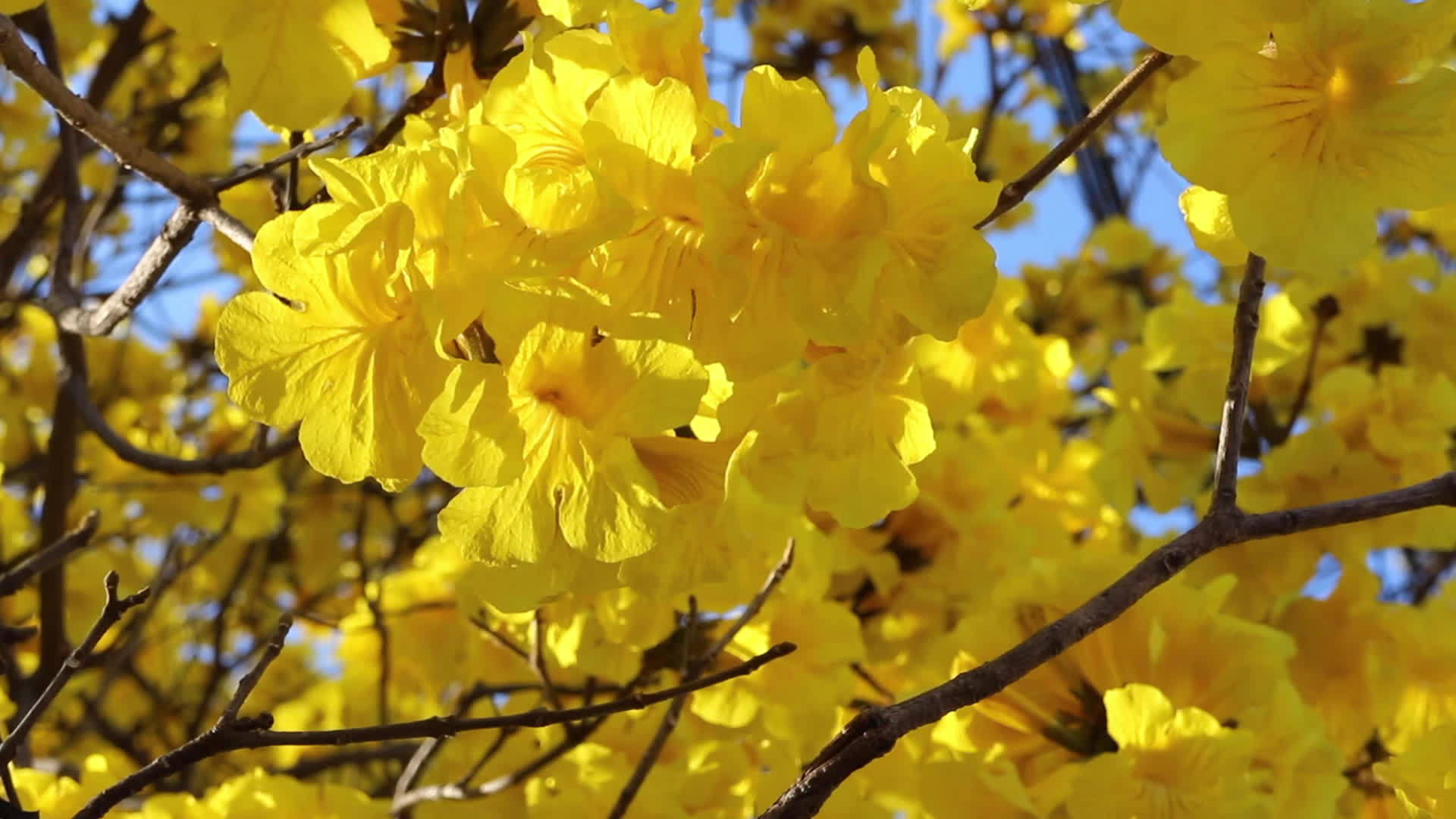 美丽的黄花花树视频的预览图