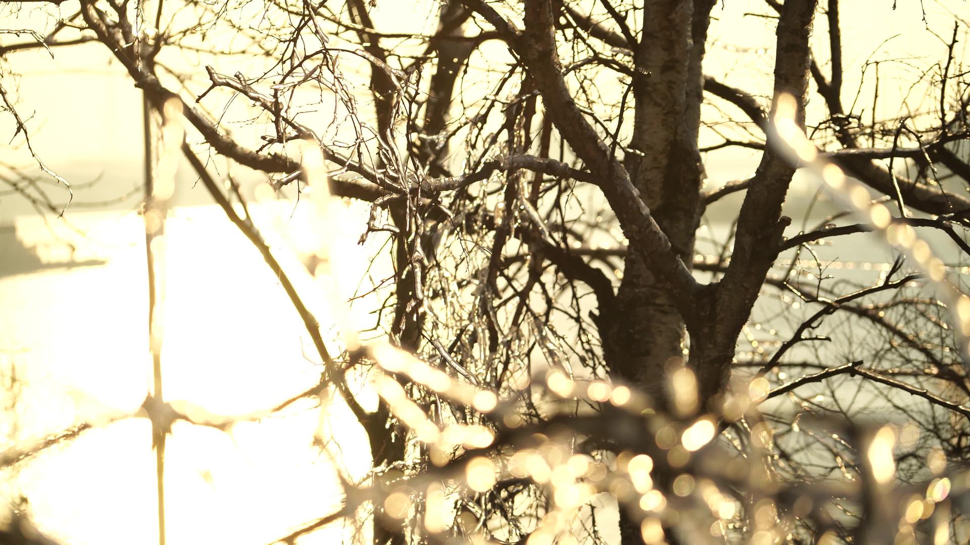 树枝在冻雨后结冰视频的预览图