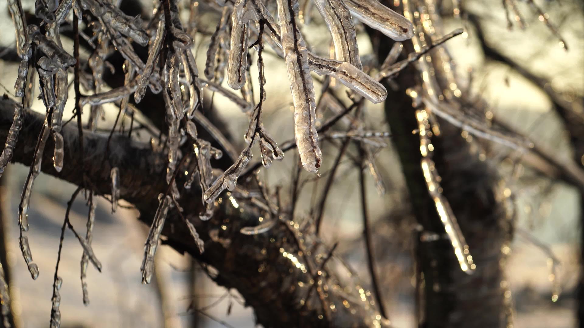 树枝在冻雨后结冰视频的预览图
