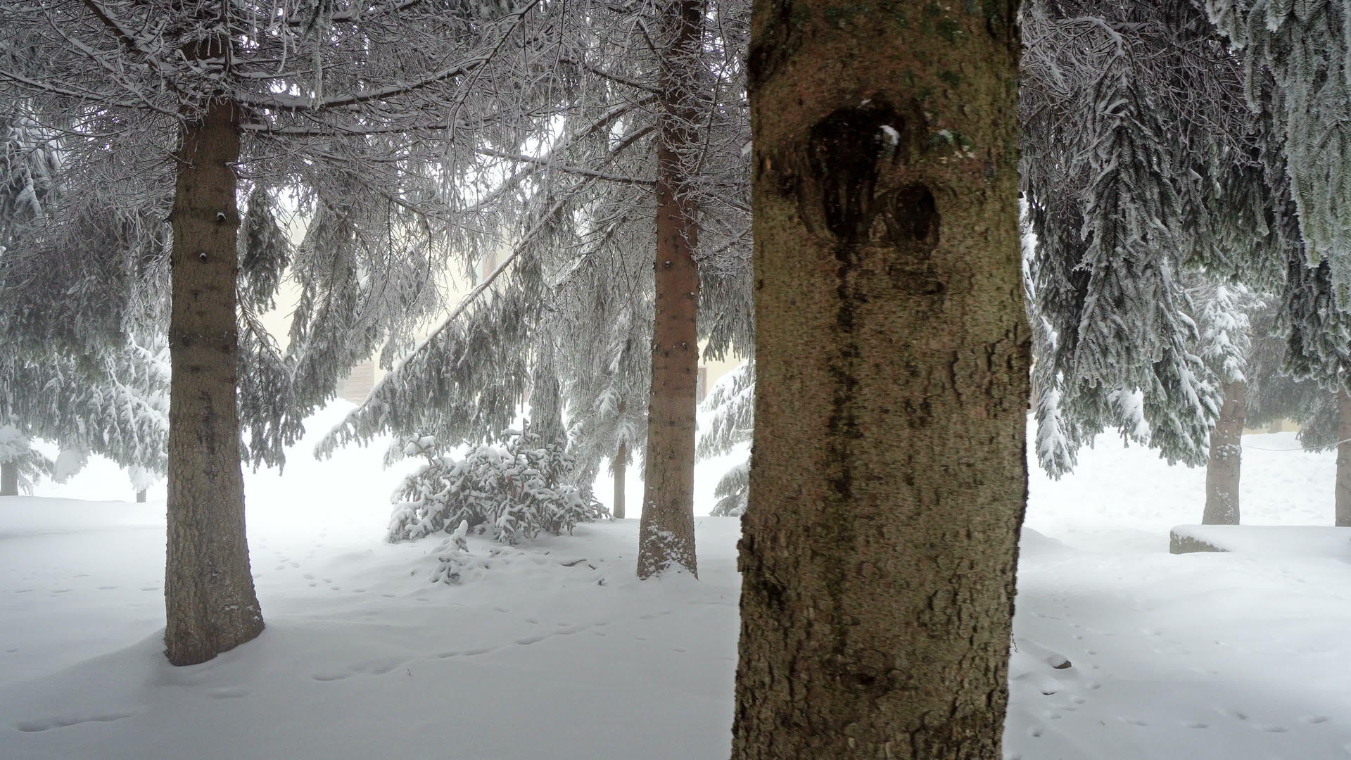 浓密森林的冬季风雪和低可见度雾雾视频的预览图