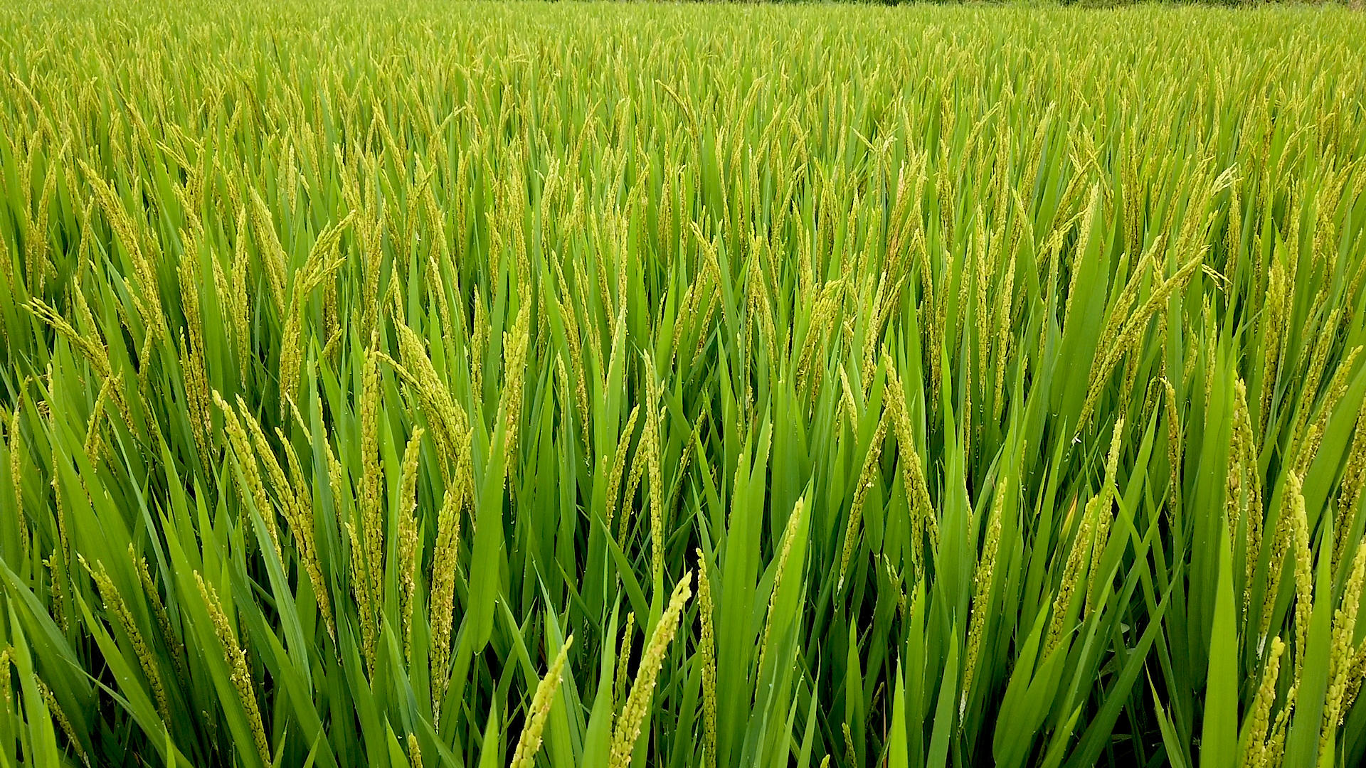 绿色稻田稻穗视频的预览图