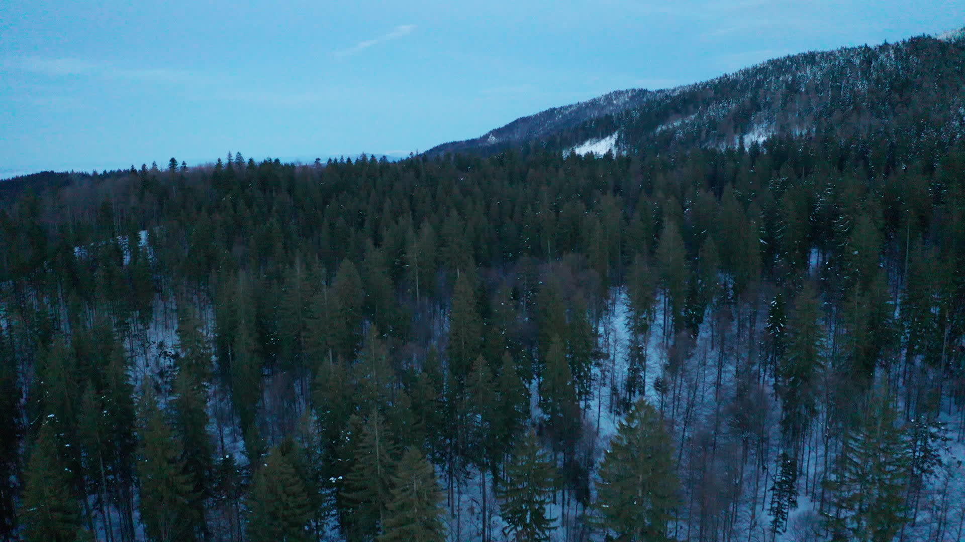 冬天的松树视频的预览图