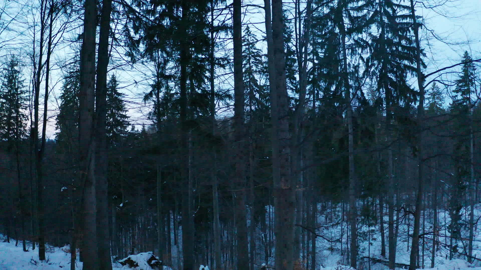 无人驾驶飞机喷洒松树视频的预览图