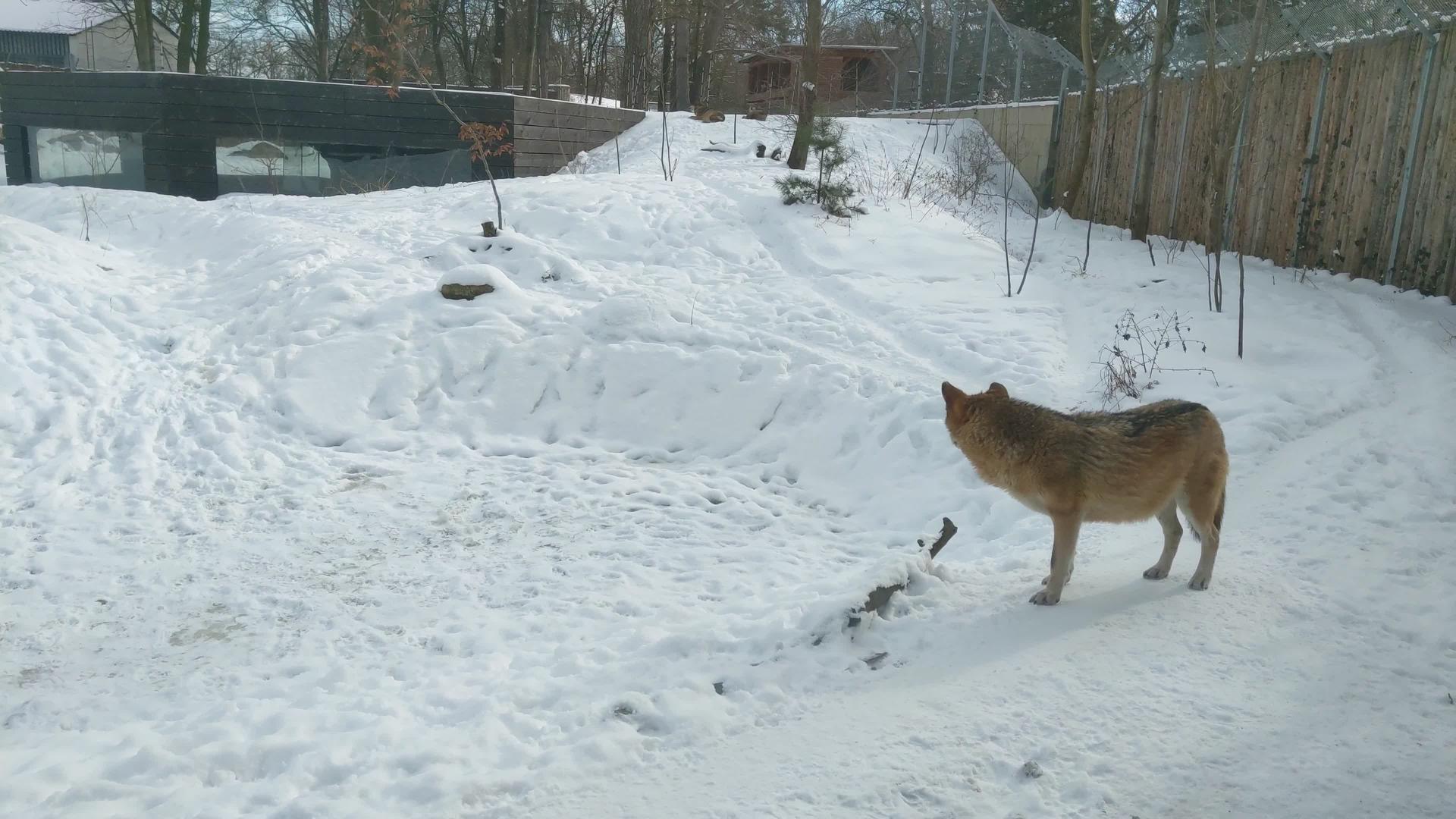 冬天看见一只成年狼视频的预览图