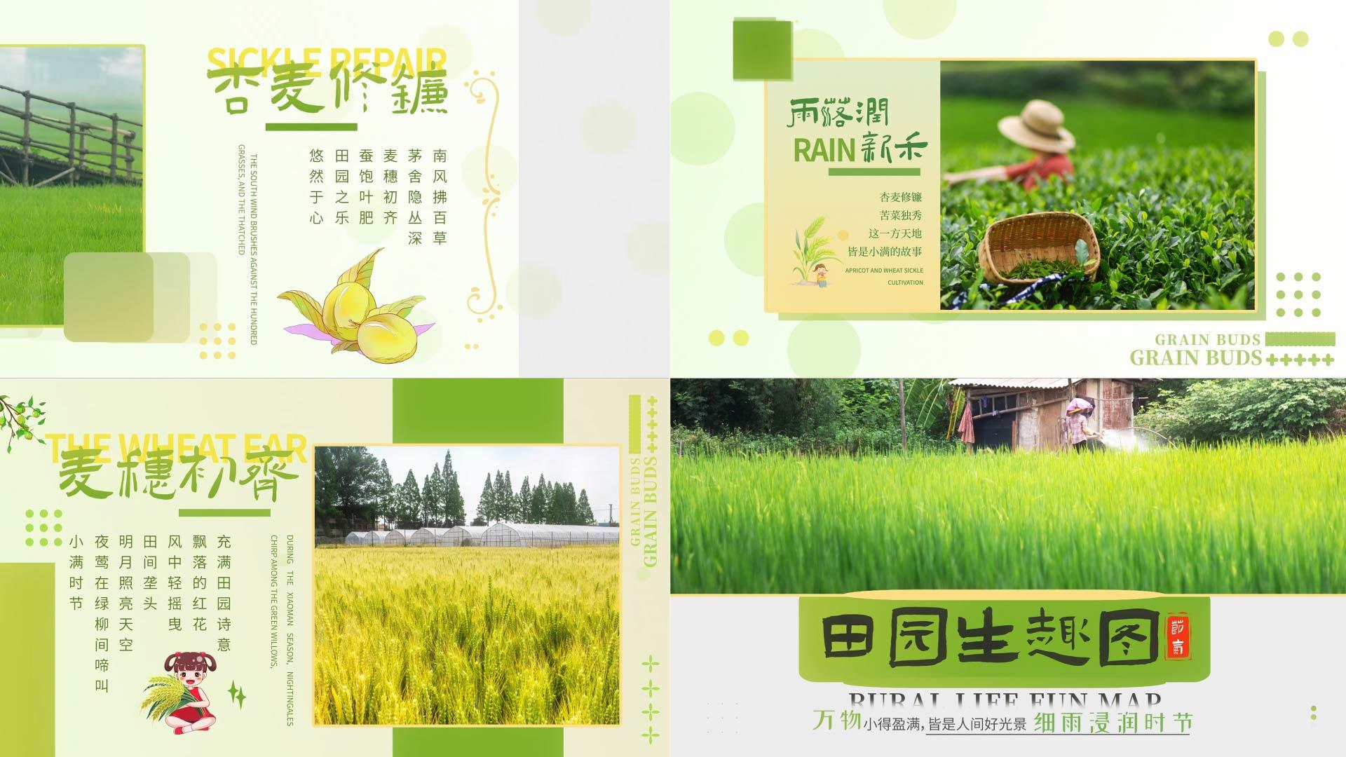 清新简约小满节气图文展示AE模板视频的预览图