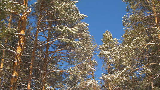 寒冷的冬天的松树覆盖着阳光明媚的明天在蓝天的背景下视频的预览图