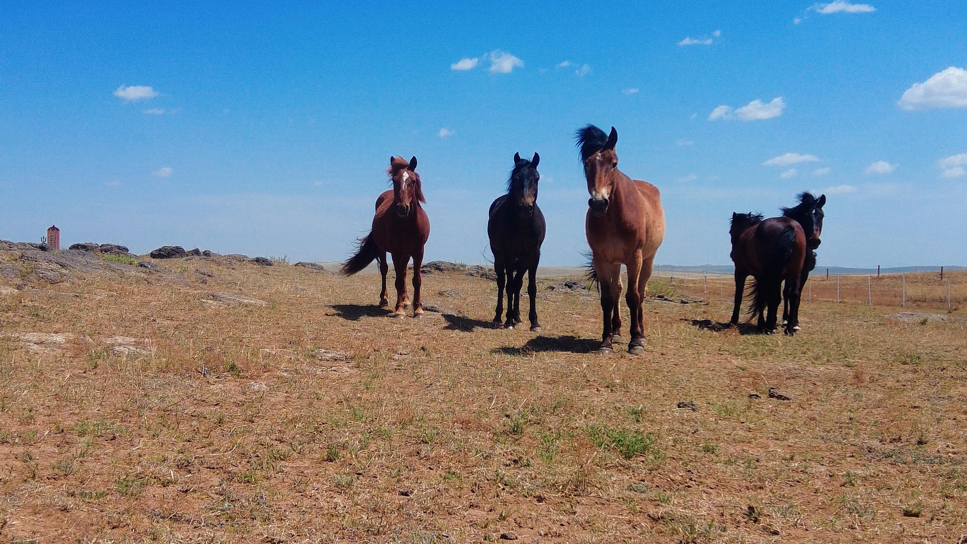 4k拍摄蓝天下草原上悠闲吃草的马群视频的预览图