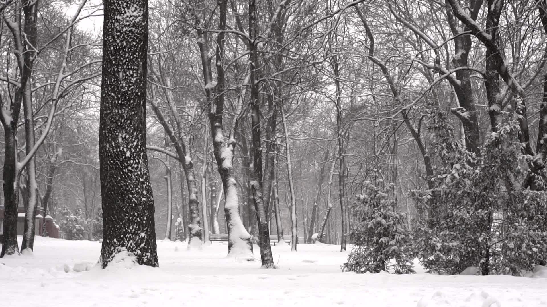 冬天公园下雪视频的预览图