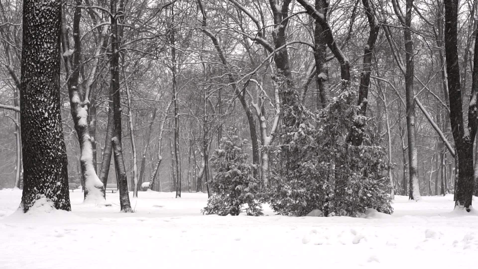 冬天公园下雪慢慢移动慢慢移动视频的预览图