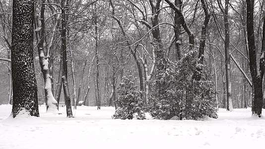 冬天公园下雪 慢慢移动 慢慢移动 视频的预览图