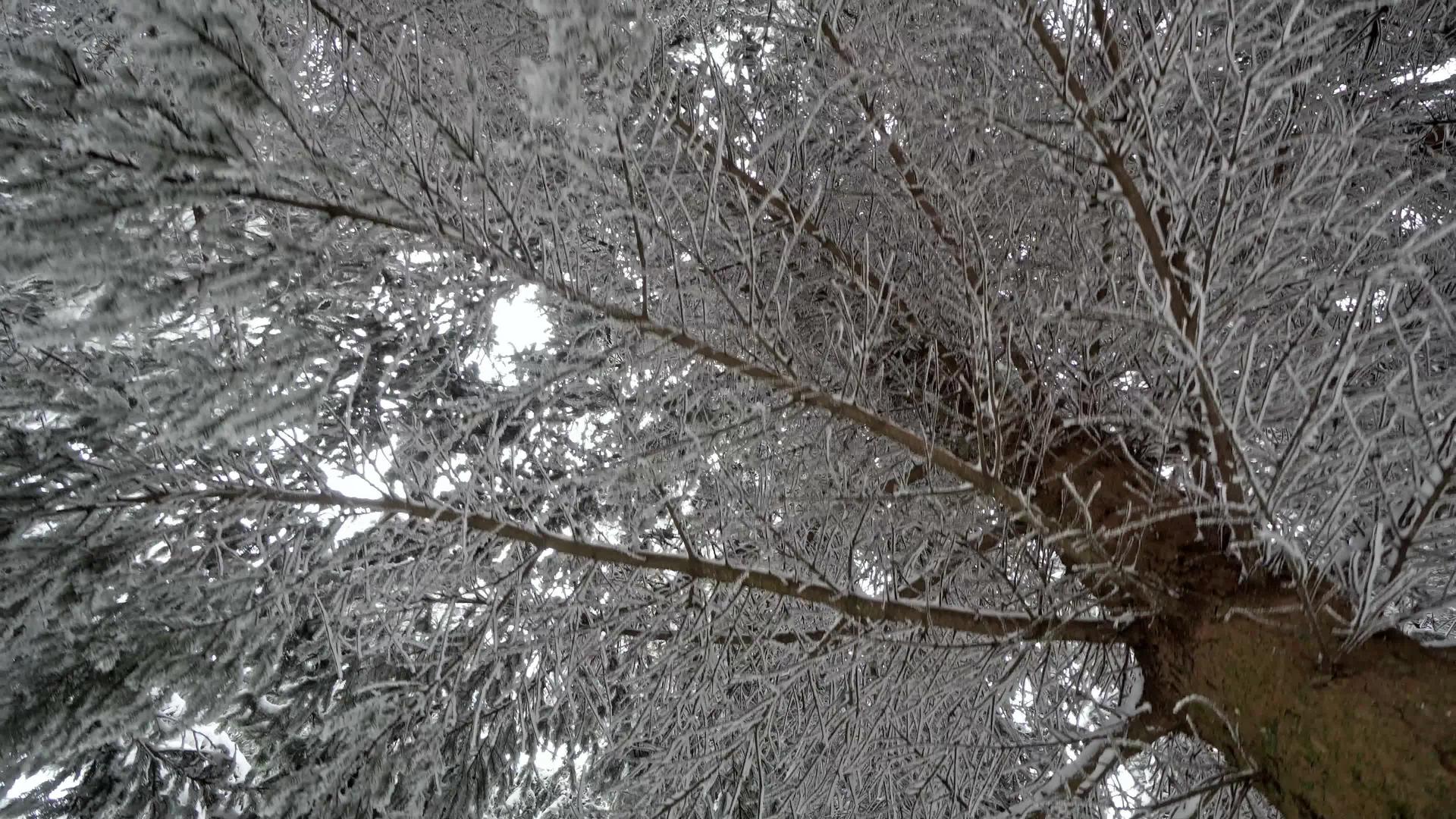 在西伯利亚冬天茂密的森林树枝下雪下移动视频的预览图
