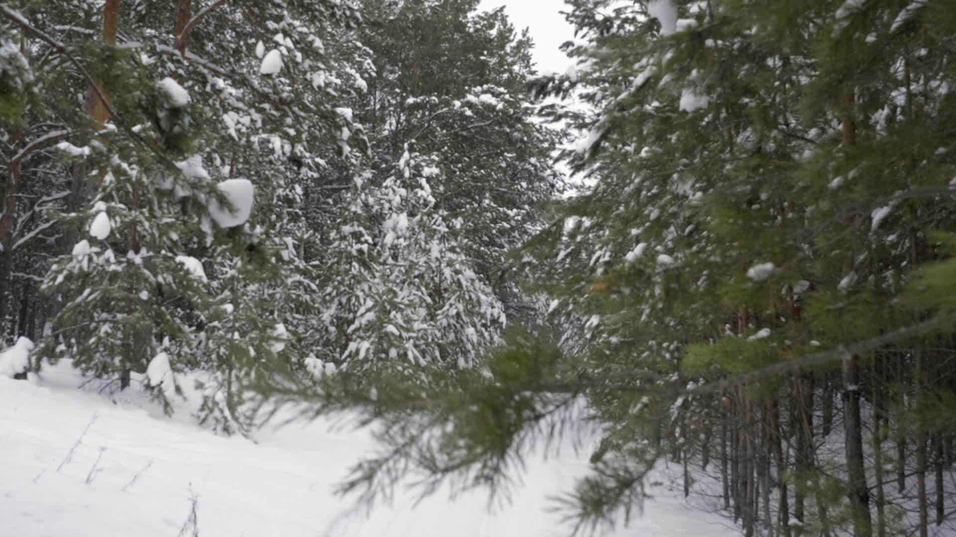 冬天下雪的时候冬天的松林被拍到视频的预览图