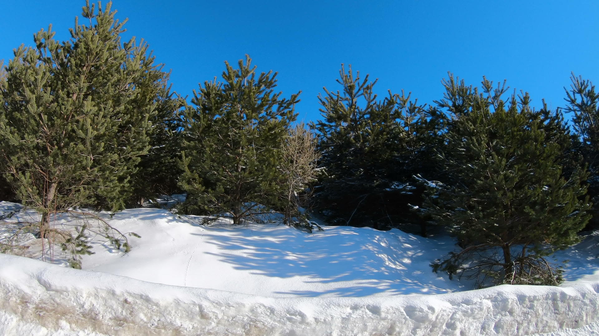 在冬天开车由年轻松树林白天阳光明媚视频的预览图