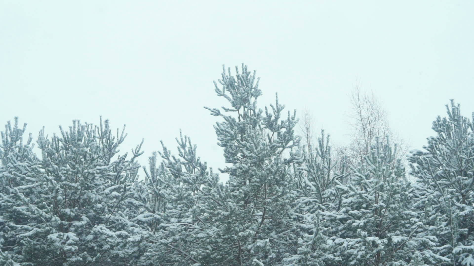 冬季森林风貌优美视频的预览图