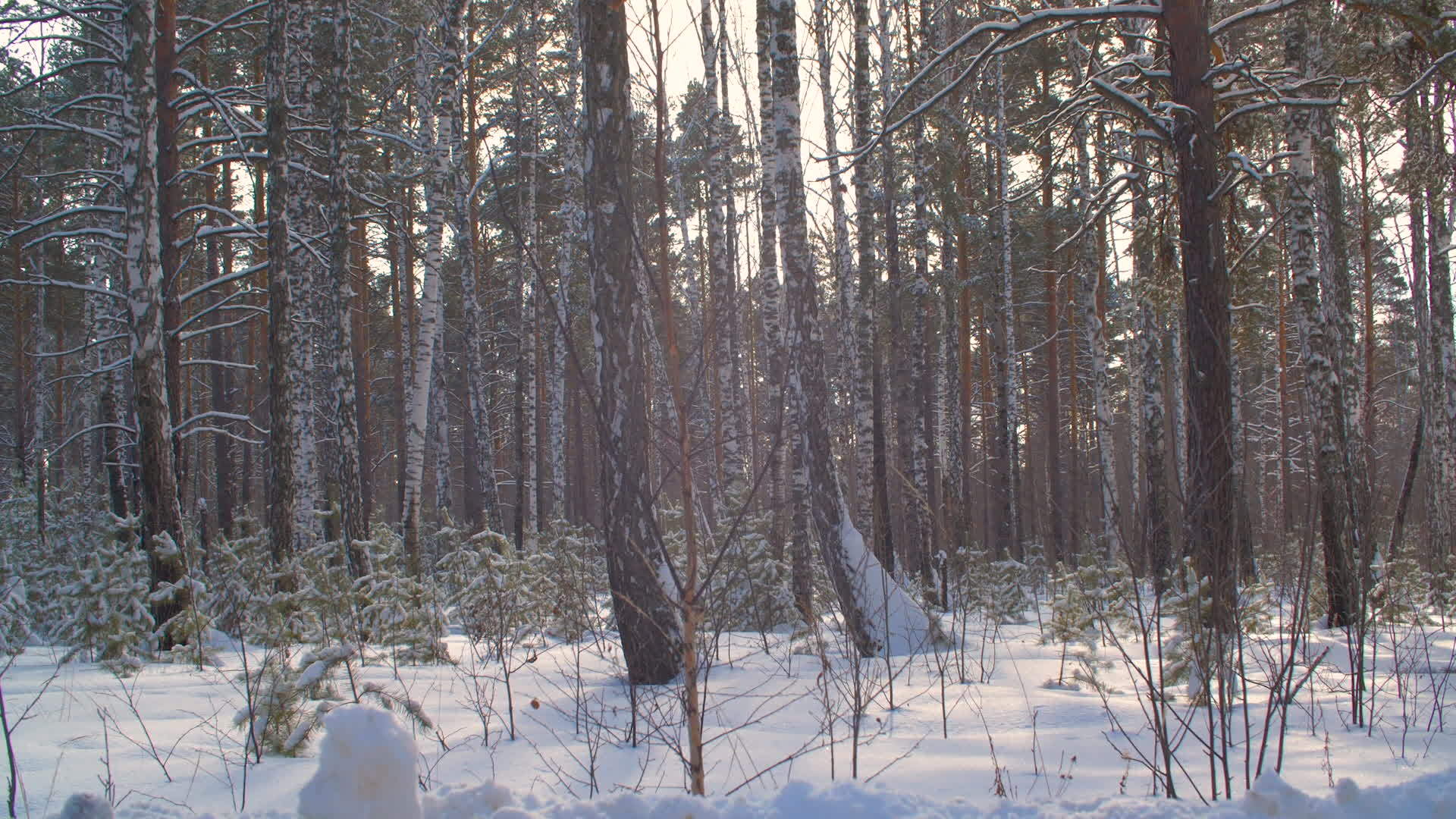 冬季森林覆盖雪视频的预览图