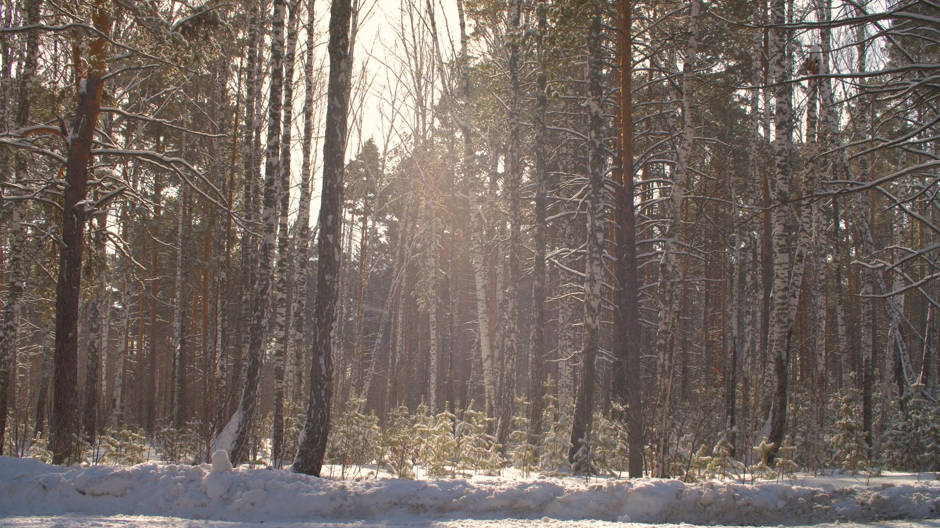 冬季阳光背景下的森林冬季阳光明媚的森林雪雪视频的预览图