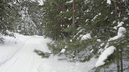 冬季森林道路视频的预览图