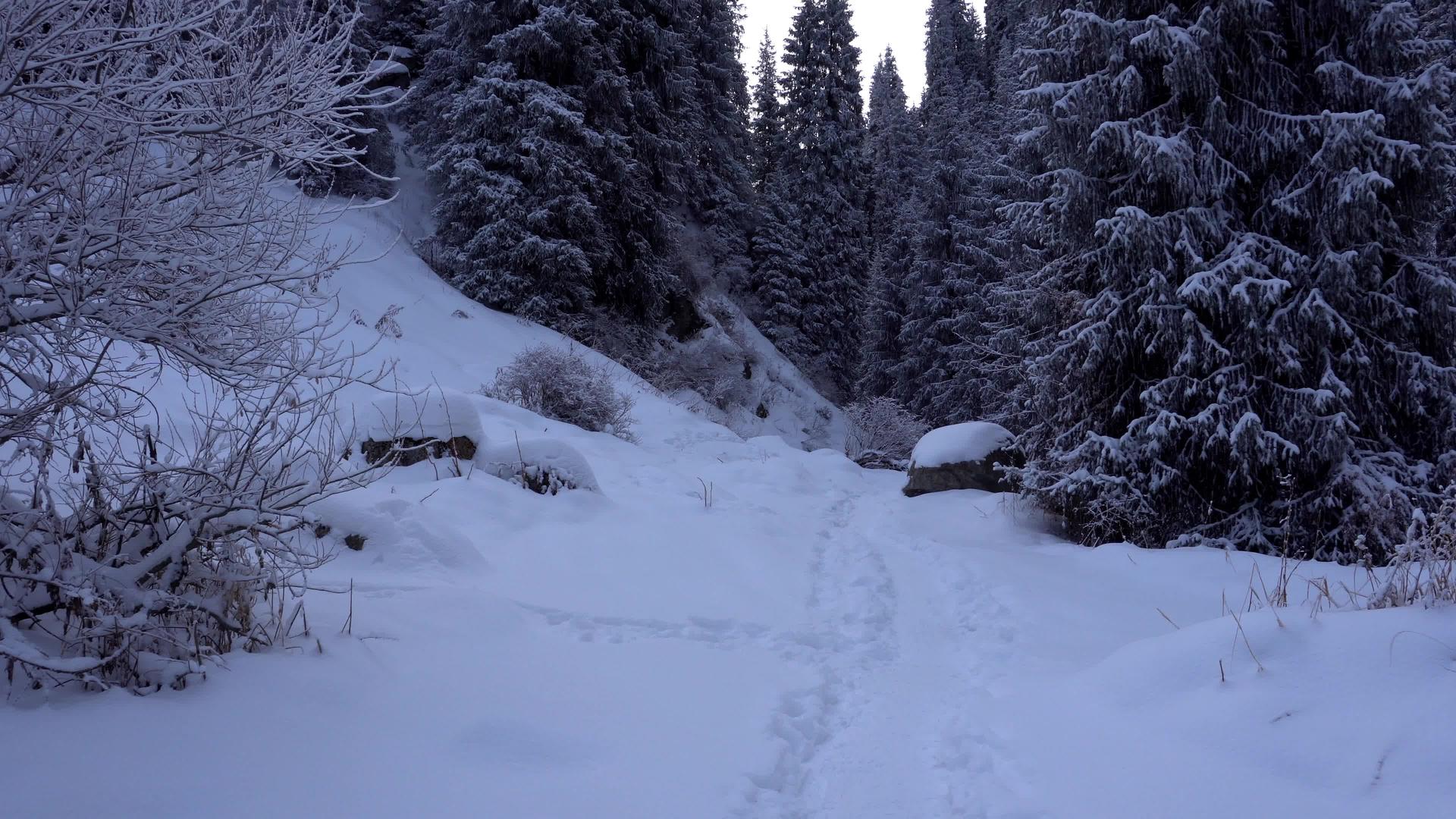 山区的森林被雪完全覆盖视频的预览图