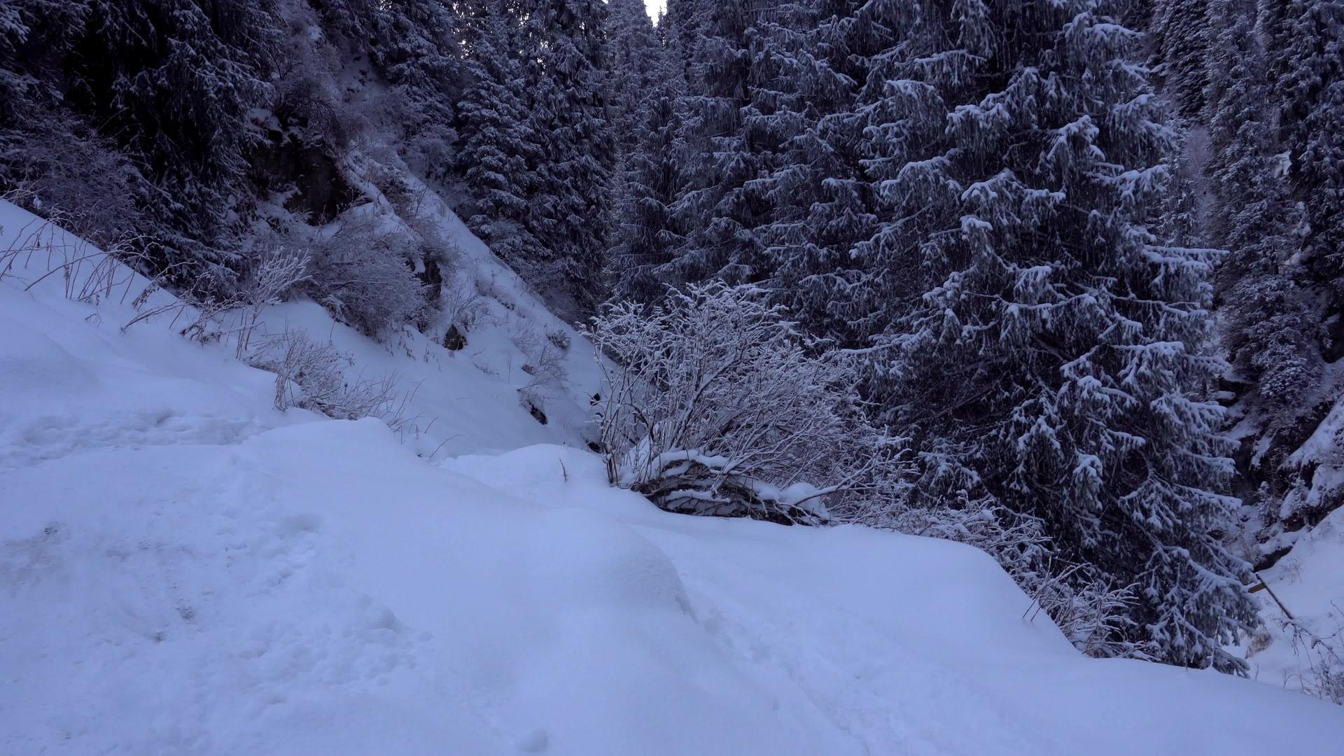 山区的森林被雪完全覆盖视频的预览图