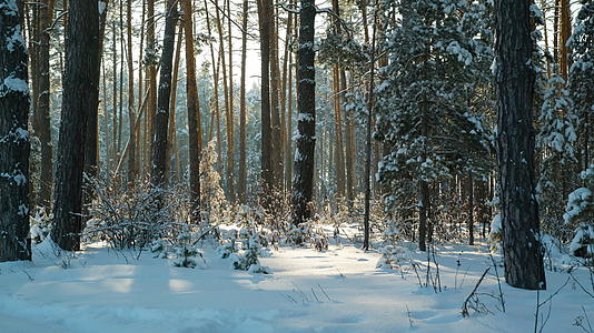 冬季风景的松林视频的预览图