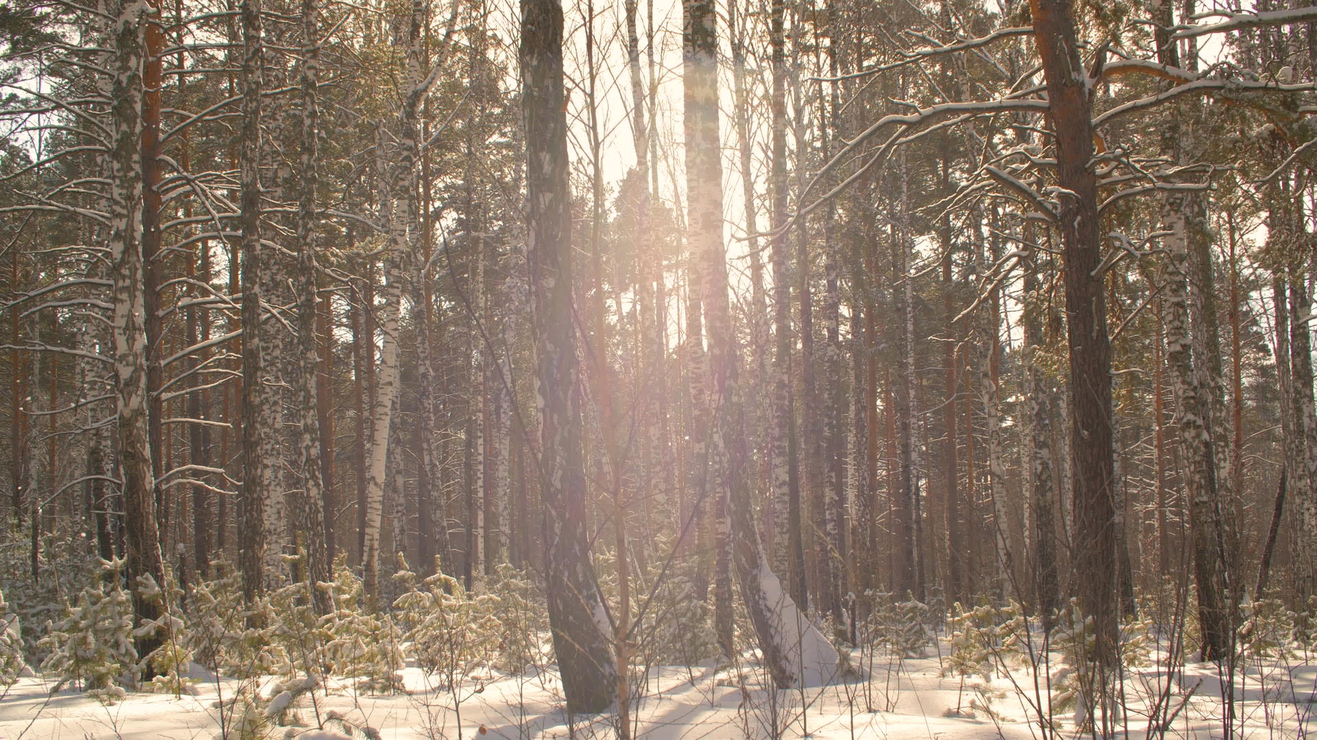 雪花在阳光的背景下在雪林中慢慢落下视频的预览图
