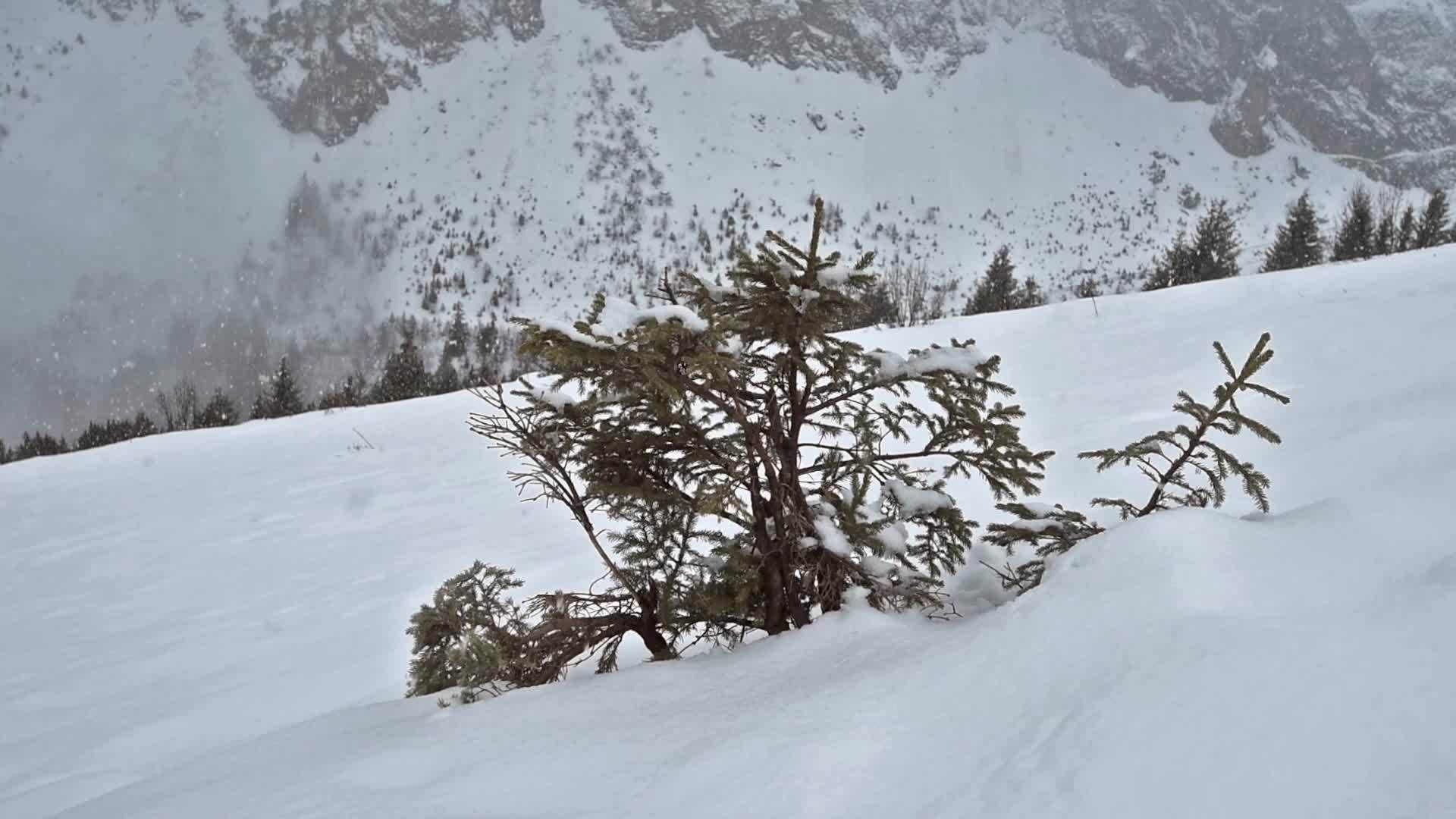 雪坡上有青春的松树视频的预览图