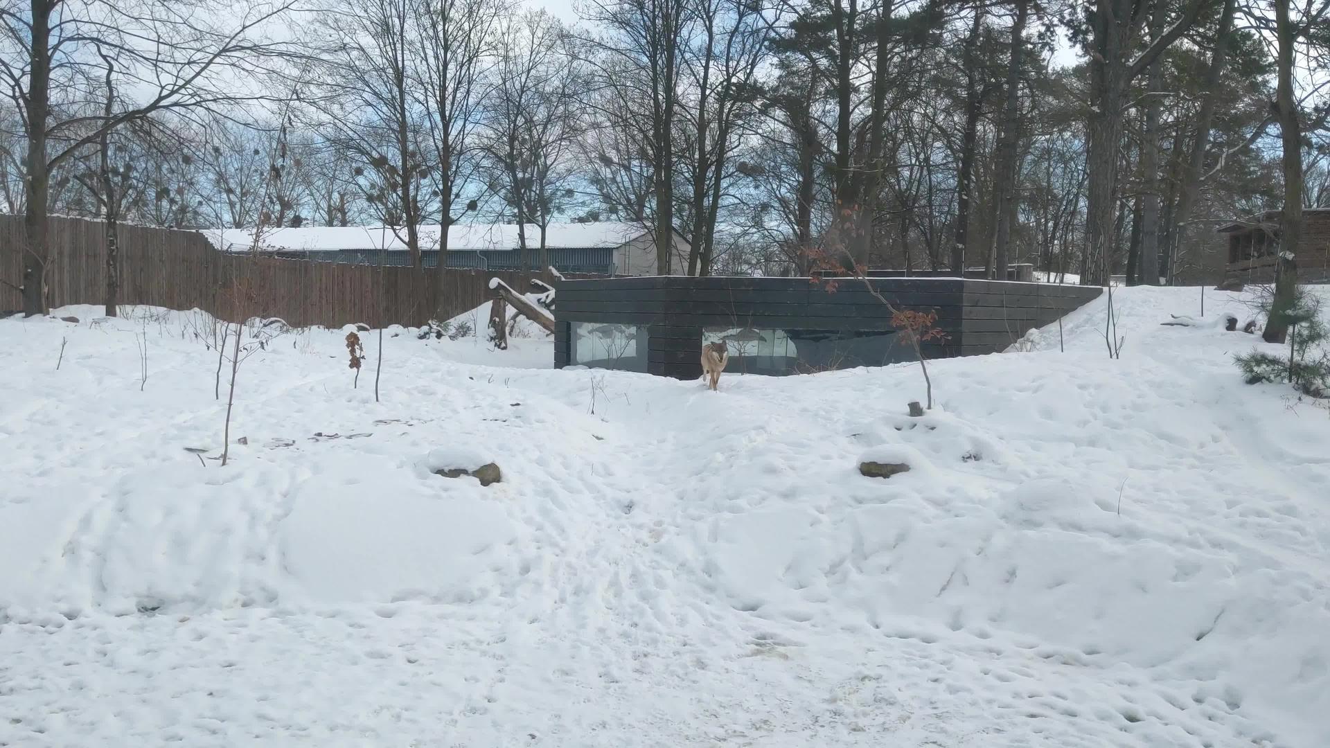 一只狼在雪中奔跑视频的预览图