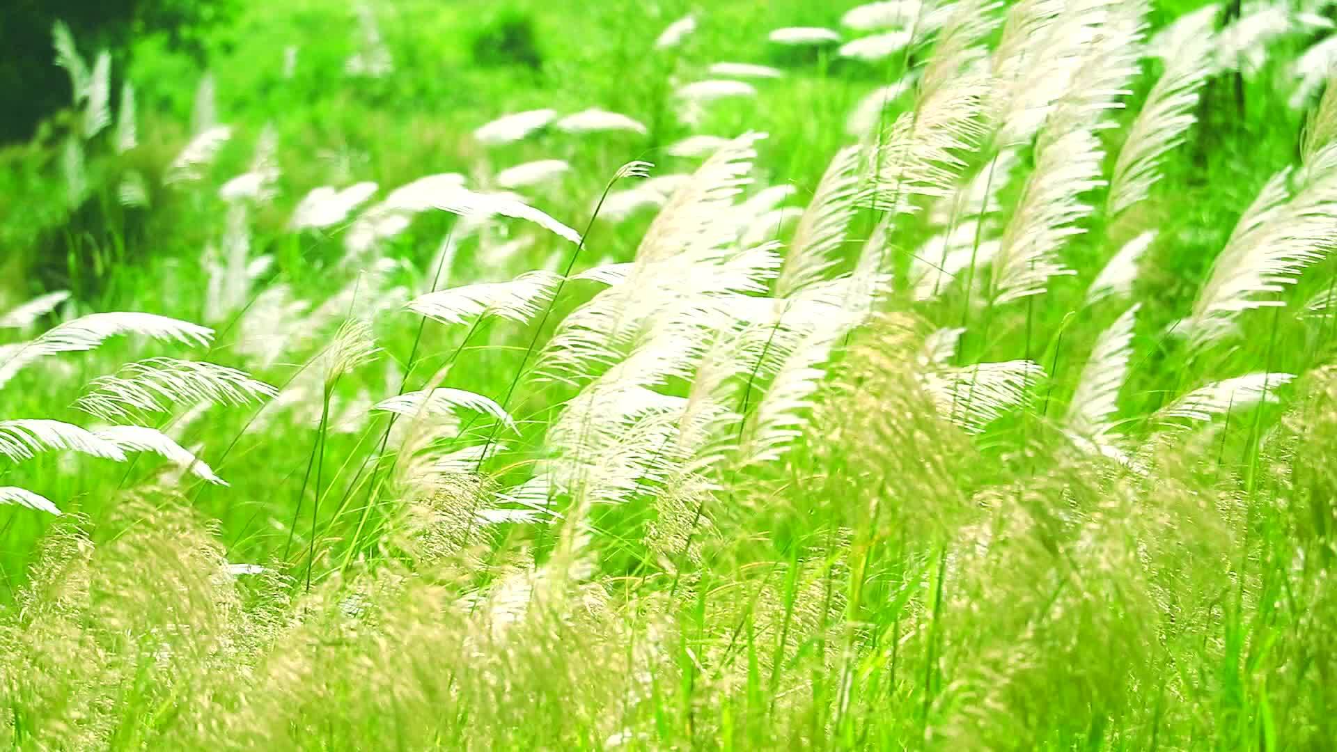 绿草的白花随风飘动视频的预览图