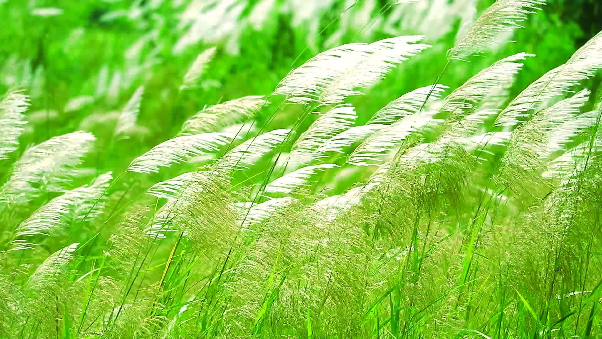 绿色的草原绿色的草原绿色的叶子随风升起视频的预览图