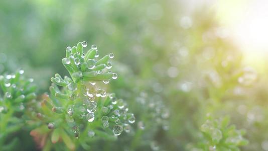 阳光唯美小清新微距水珠植物视频的预览图