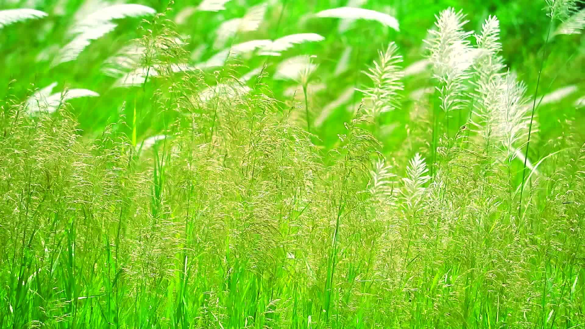 绿草的棕色花朵在风中飘动视频的预览图