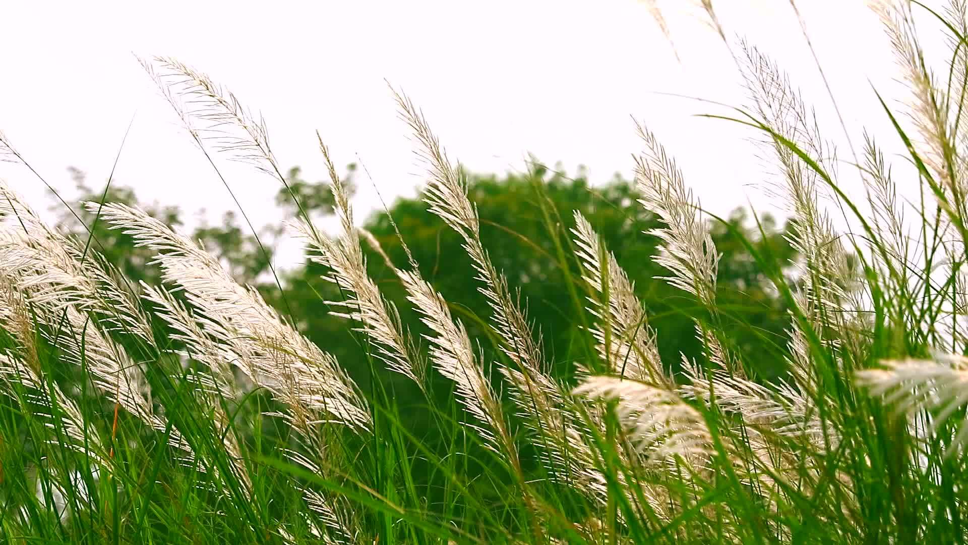 草原上的白草花随风飘动视频的预览图