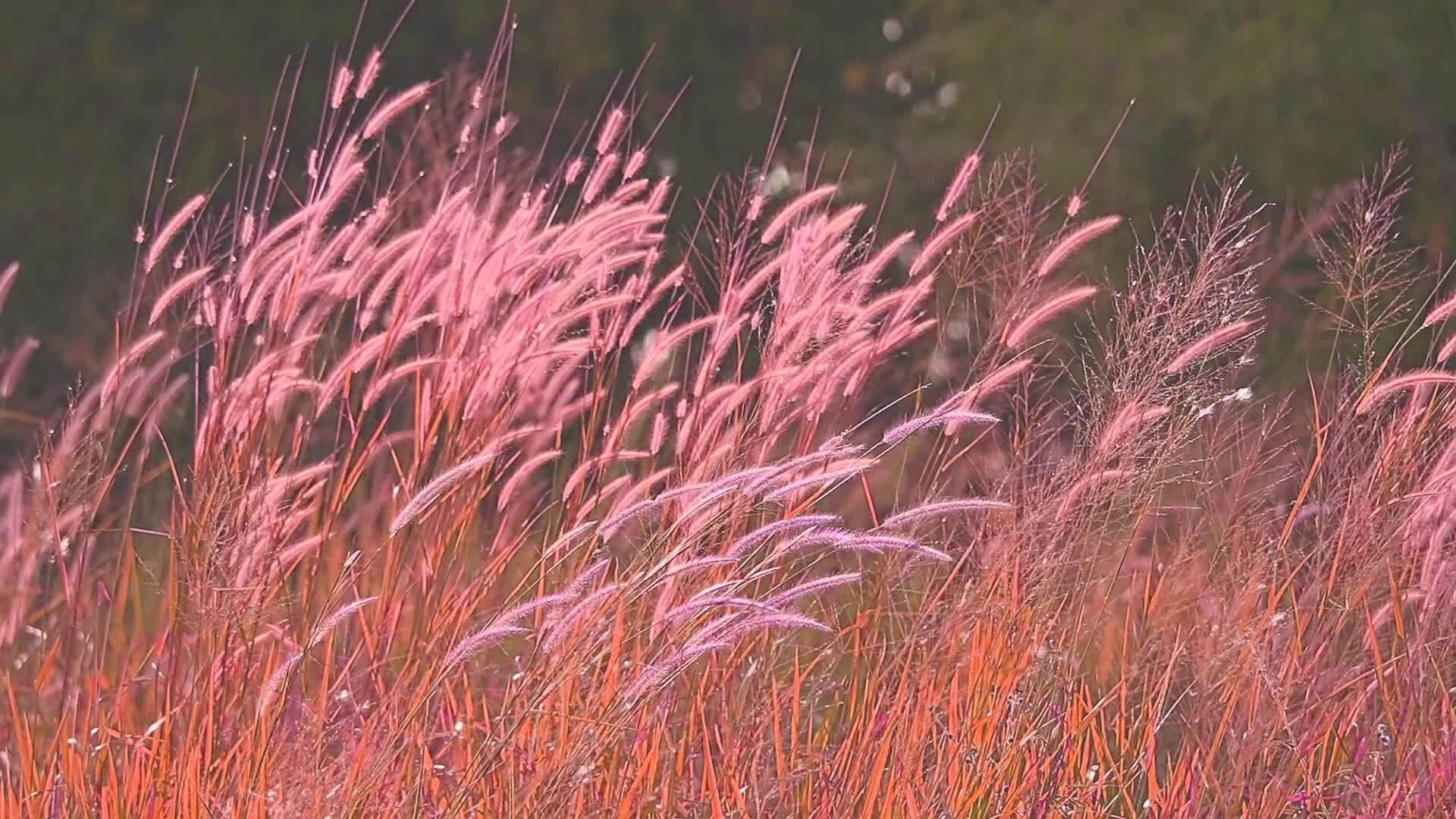 红色的芦苇在日落时随风飘动视频的预览图
