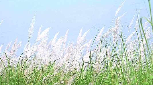 白草花在绿草甸蓝天的背景中随风摆动视频的预览图