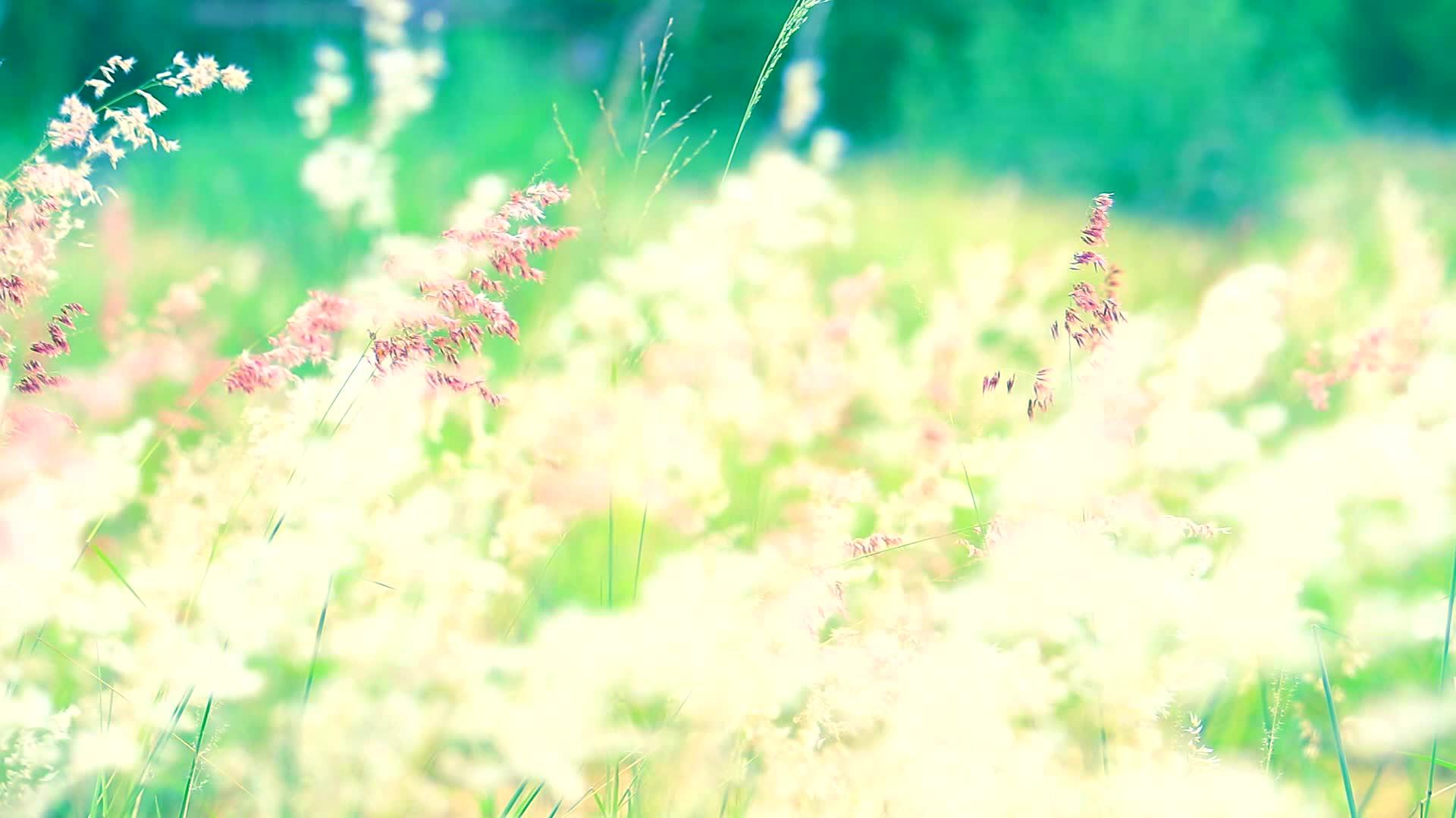 在绿田的背景下芦苇随风飘动视频的预览图