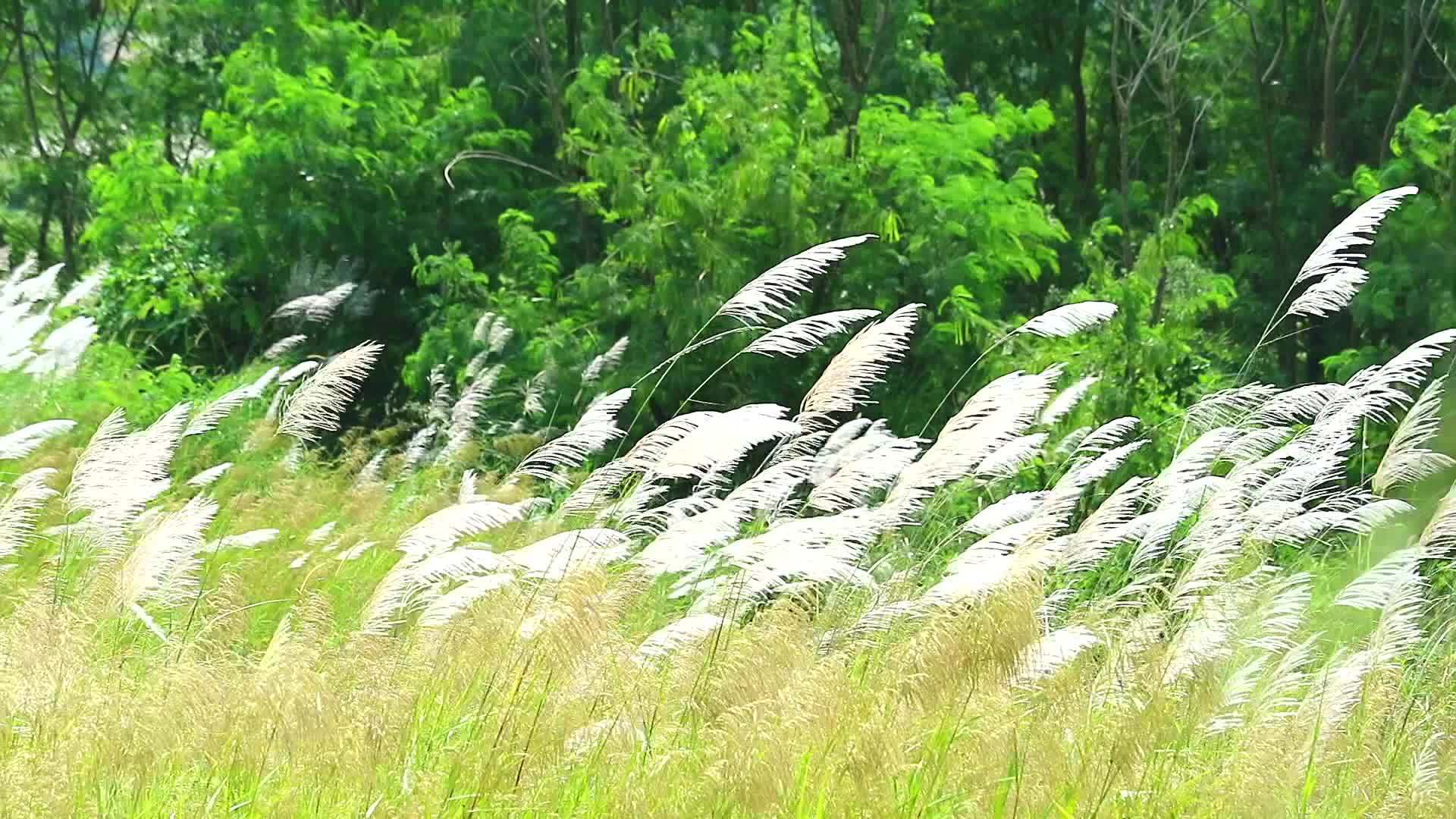 在绿田的背景下芦苇随风飘动视频的预览图