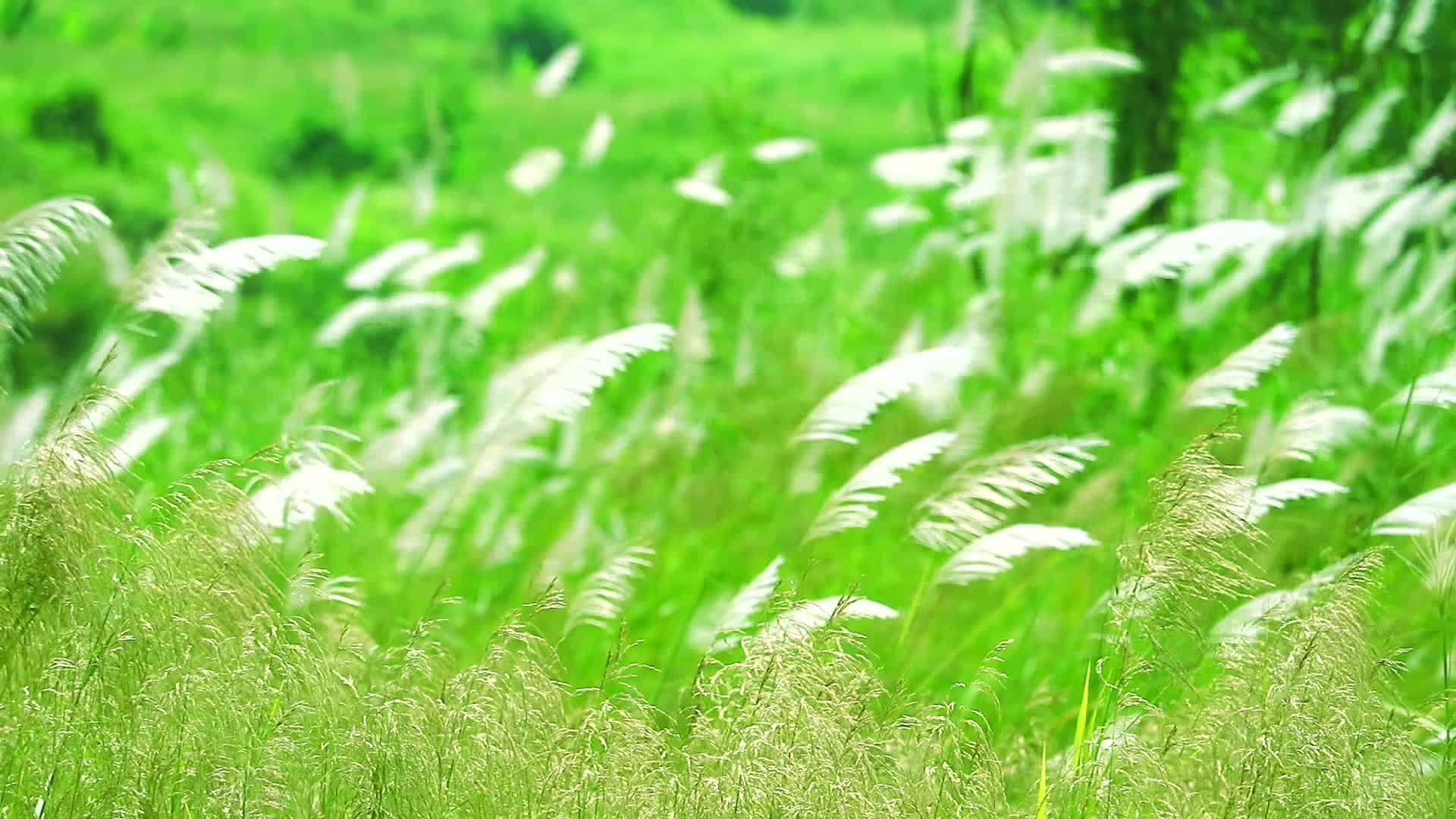 在绿色草原的背景下穿过棕色花朵的绿色草原底部随风飘动视频的预览图