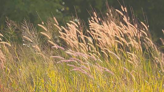 在草地和朵在草地和日落中吹拂视频的预览图
