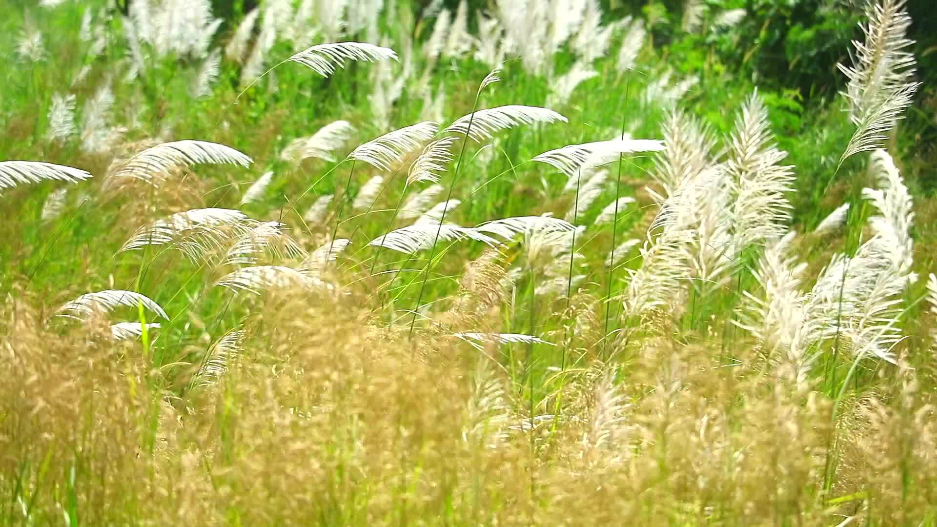 白棕色的竹草花在绿色的草原上摇摆不定视频的预览图