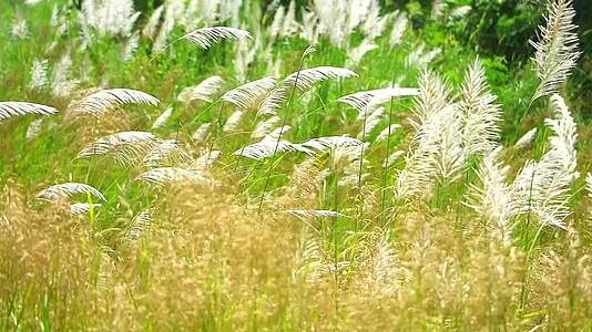 白棕色的竹草花在绿色的草原上摇摆不定视频的预览图