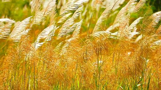 夕阳和白草在草原上随风飘动视频的预览图