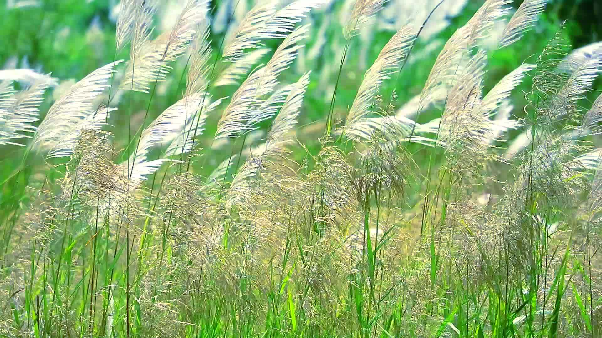 绿草背景视频的预览图